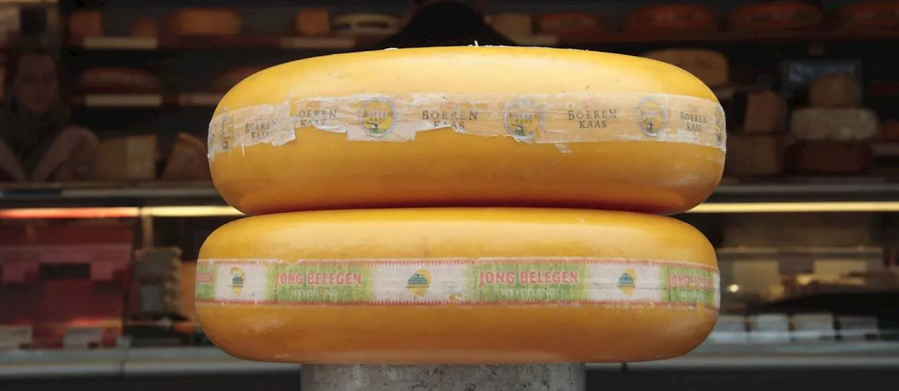 Two large golden wheels of Dutch farmhouse cheese stacked on a counter in a cheese shop, with labels reading boerenkaas and jong belegen